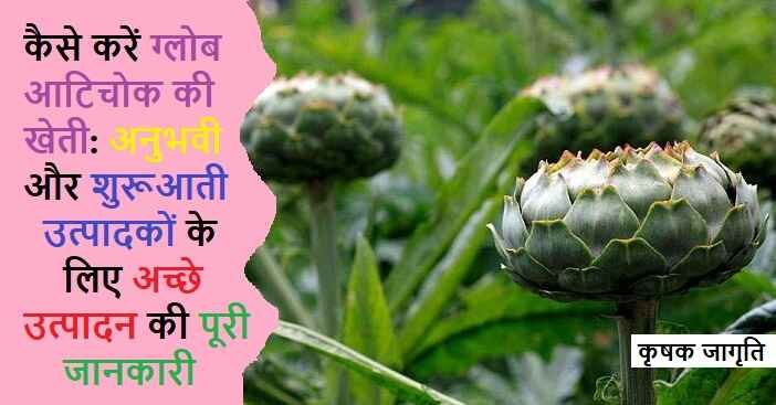 Globe Artichoke Farming: जाने ग्लोब आटिचोक कैसे उगाएं