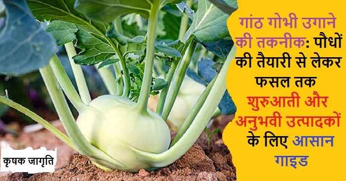 Lump Cabbage Cultivation: जाने गांठ गोभी कैसे उगाएं