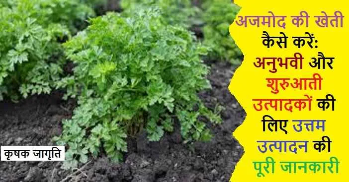 Parsley Cultivation in Hindi: जाने अजमोद कैसे उगाएं