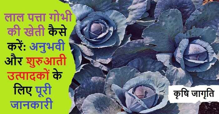 Red Cabbage Farming: जाने लाल बंद गोभी की खेती कैसे करें