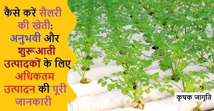 Salary Farming in Hindi: जाने सैलरी की खेती कैसे करें