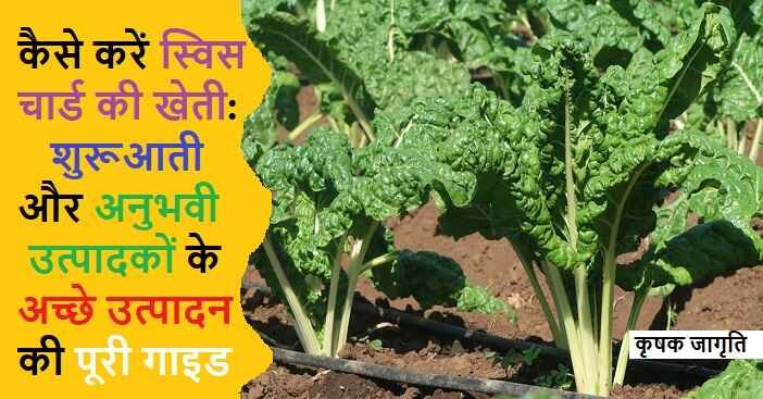 Swiss Chard Farming in Hindi: जाने स्विस चार्ड कैसे उगाएं