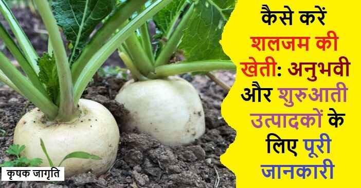 Turnip Farming in Hindi: जाने शलजम की खेती कैसे करें