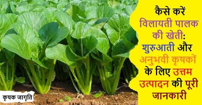 Vilayati Spinach in Hindi: जाने विलायती पालक कैसे उगाएं