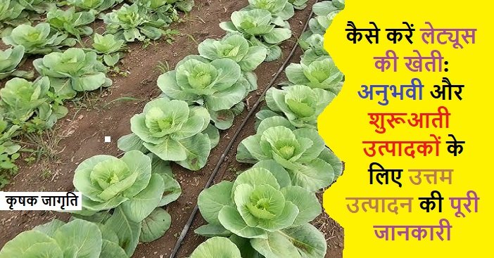 Lettuce Farming in Hindi: जाने लेट्यूस की खेती कैसे करें