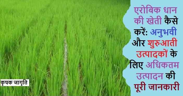 Aerobic Rice Cultivation in Hindi: जाने एरोबिक धान तकनीक