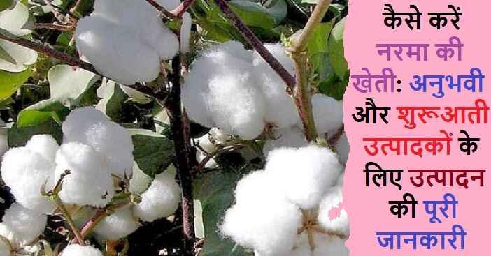 American Cotton Farming in Hindi: नरमे की खेती कैसे करें