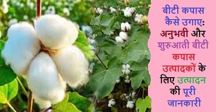 Bt Cotton Farming in hindi: बीटी कपास की खेती कैसे करें