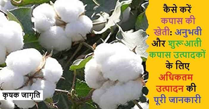 Cotton Cultivation in Hindi: जाने कपास की खेती कैसे करें