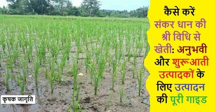 Hybrid Rice SRI Method in Hindi: संकर धान की श्री विधि