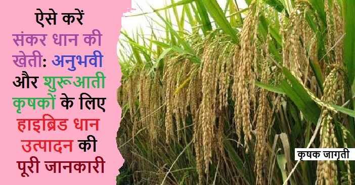 Hybrid Rice Farming in Hindi: संकर धान की खेती कैसे करें