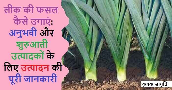 Leeks Cultivation in Hindi: जाने लीक की खेती कैसे करें