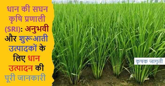 Paddy Cultivation by SRI: श्री विधि से धान कैसे उगाएं