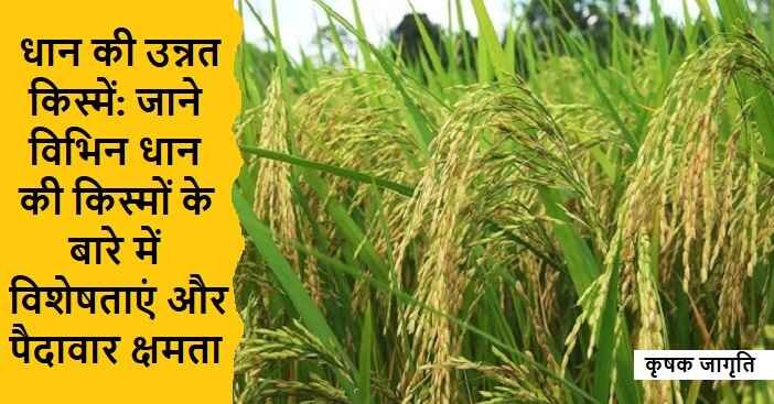 Rice Varieties in Hindi: जानिए धान की उन्नत किस्में