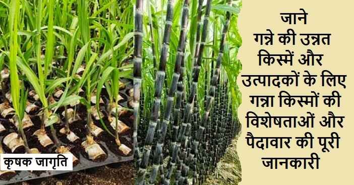 Sugarcane Varieties in Hindi: जानिए गन्ना की किस्में