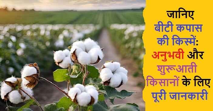 Bt Cotton Varieties in Hindi: जाने बीटी कपास की किस्में