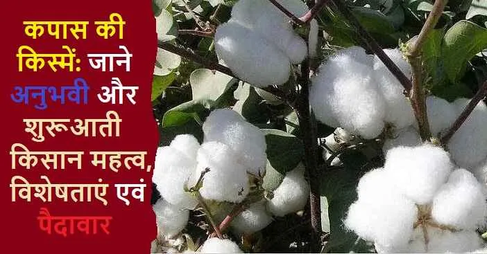 Cotton Varieties in Hindi: जाने कपास की उन्नत किस्में