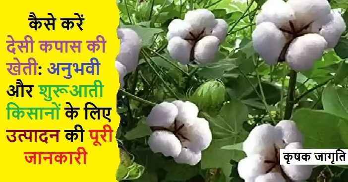 Desi Cotton Cultivation in Hindi: देसी कपास कैसे उगाएं