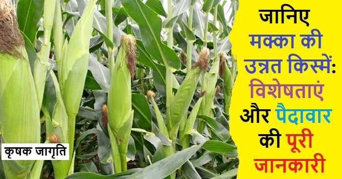 Maize Varieties in Hindi: जानिए मक्का की किस्में