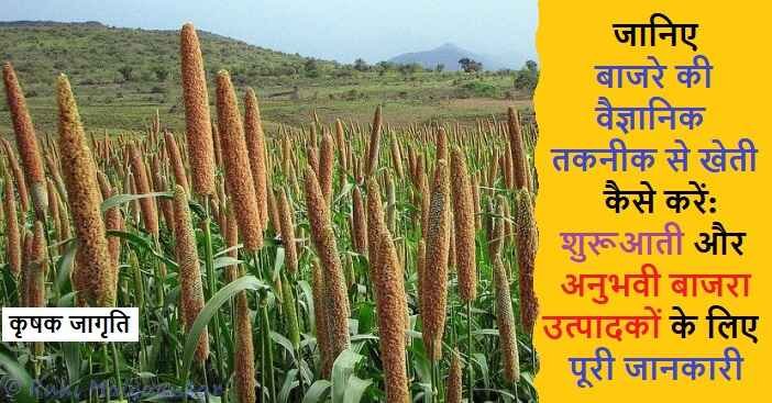 Millet Cultivation in Hindi: जाने बाजरा की खेती कैसे करें