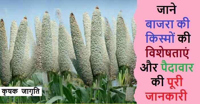 Millet Varieties in Hindi: जानिए बाजरे की उन्नत किस्में