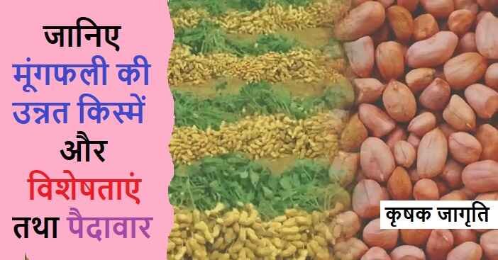 Peanut Varieties in Hindi: जाने मूंगफली की किस्में