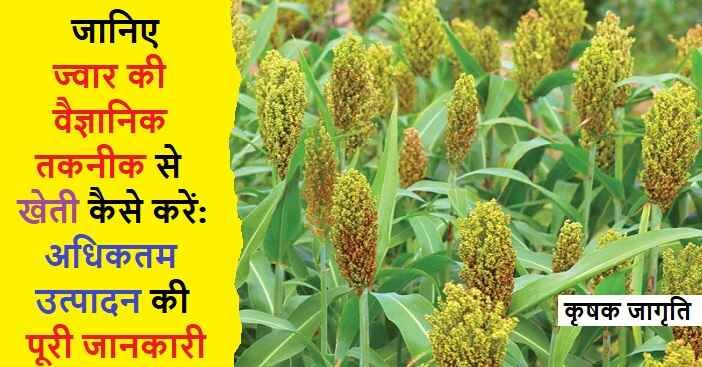 Sorghum Cultivation in Hindi: जाने ज्वार की खेती कैसे करें