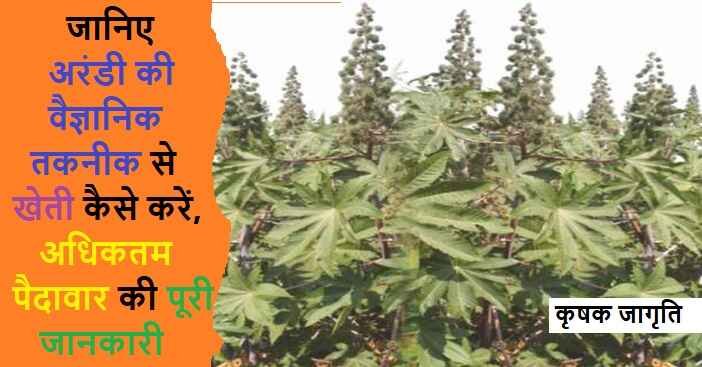 Castor Cultivation in Hindi: जाने अरंडी की खेती कैसे करें