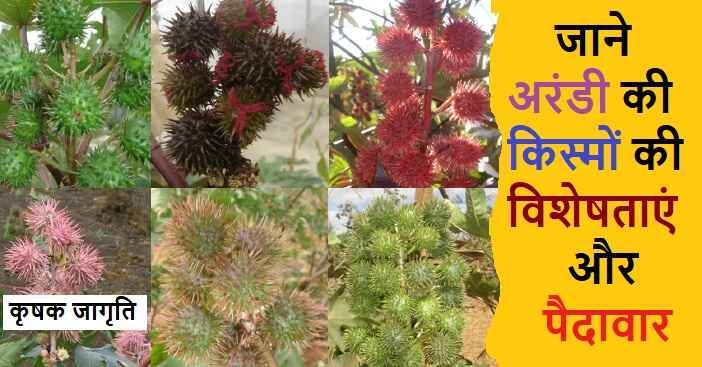 Castor Varieties in Hindi: जानिए अरंडी की किस्में