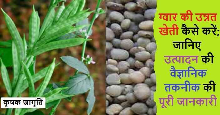 Guar Cultivation in Hindi: जाने ग्वार की खेती कैसे करें