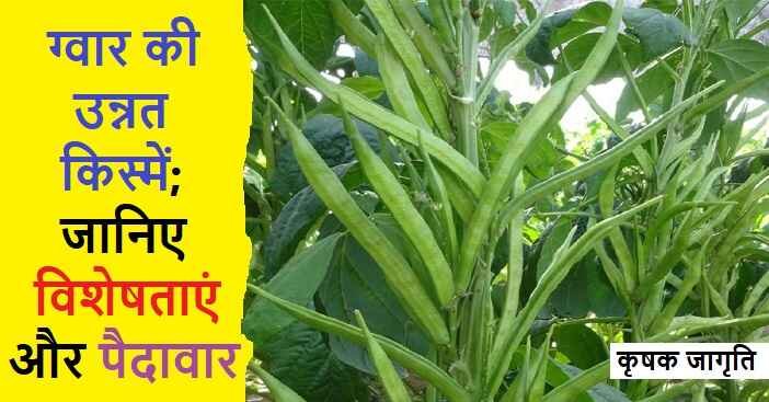 Guar Varieties in Hindi: जानिए ग्वार की किस्में