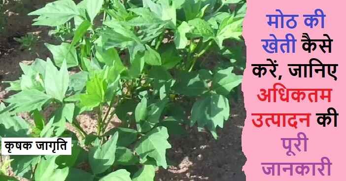 Moth Cultivation in Hindi: जाने मोठ की खेती कैसे करें