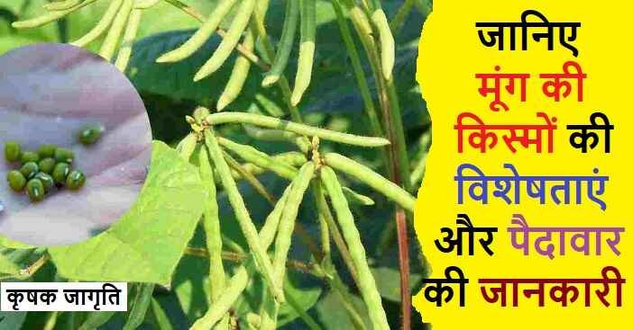 Mung Bean Varieties in Hindi: जानिए मूंग की किस्में