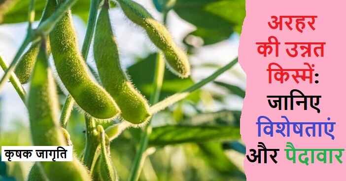 Pigeon Pea Varieties in Hindi: जानिए अरहर की किस्में