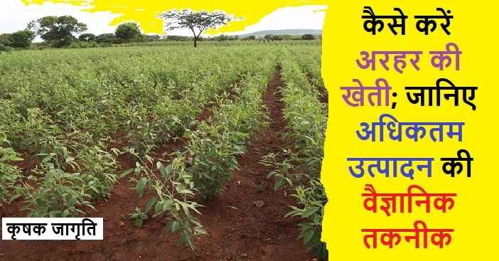 Pigeon Pea Farming in Hindi: जाने अरहर की खेती कैसे करें