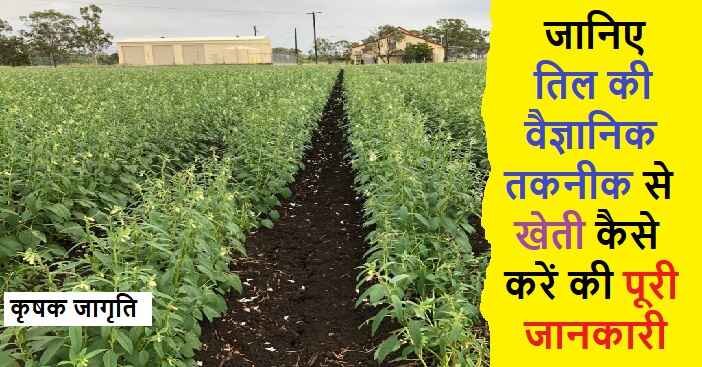 Sesame Cultivation in Hindi: जाने तिल की खेती कैसे करें