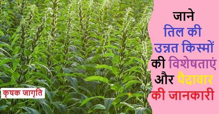 Sesame Varieties in Hindi: जानिए तिल की किस्में