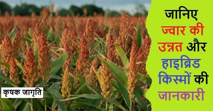 Sorghum Varieties in Hindi: जानिए ज्वार की किस्में