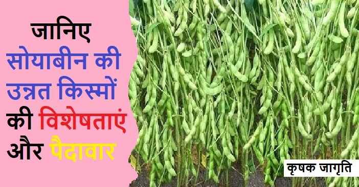 Soybean Varieties in Hindi: जाने सोयाबीन की किस्में