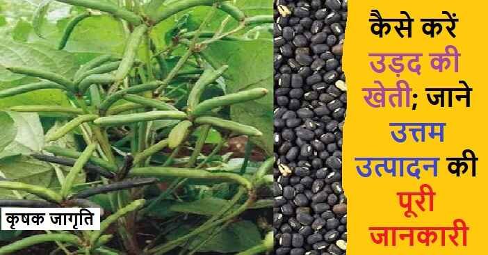 Urad Cultivation in Hindi: जानिए उड़द की खेती कैसे करें