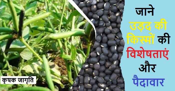 Urad Varieties in Hindi: जानिए उड़द की किस्में