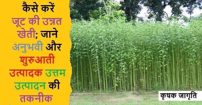 Jute Cultivation in Hindi: जाने पटसन की खेती कैसे करें