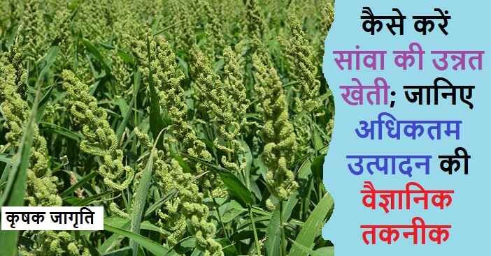 Proso Millet Farming in Hindi: सांवा की खेती कैसे करें