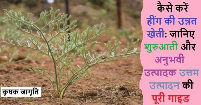 Asafoetida Cultivation in Hindi: हींग की खेती कैसे करें