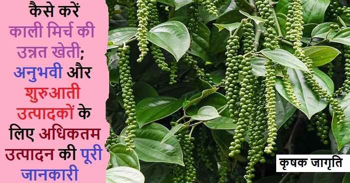 Black Pepper Cultivation in Hindi: काली मिर्च की खेती