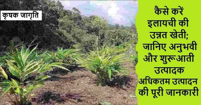 Cardamom Cultivation in Hindi: इलायची की खेती कैसे करें