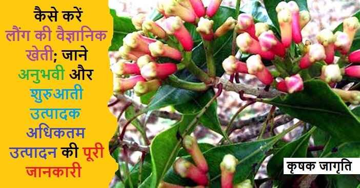 Clove Cultivation in Hindi: जाने लौंग की खेती कैसे करें