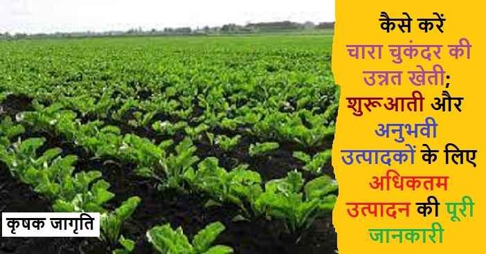 Fodder Beet in Hindi: जाने चारा चुकंदर की खेती कैसे करें