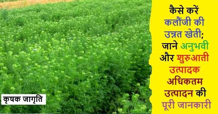 Nigella Cultivation in Hindi: कलौंजी की खेती कैसे करें