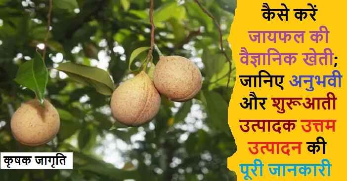 Nutmeg Cultivation in Hindi: जायफल की खेती कैसे करें